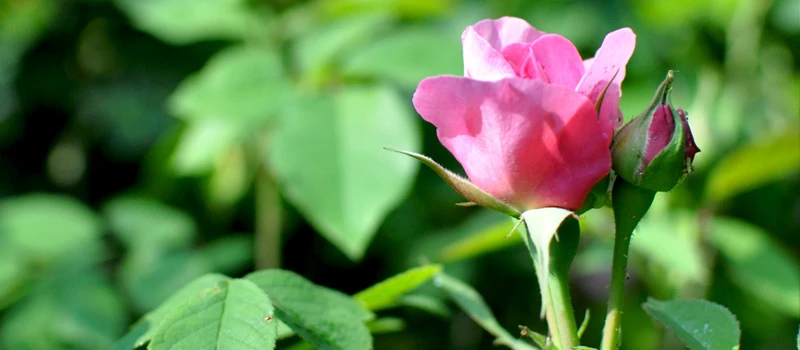 京都ゆば長店舗の季節の花(初夏の薔薇)