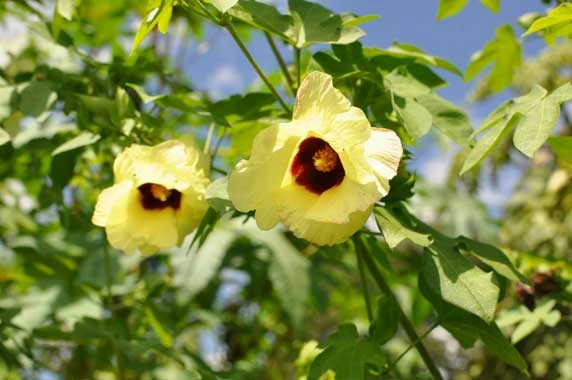 ワタの花（京都府立植物園）