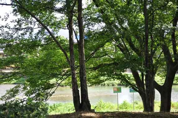 アキニレ(鴨堤の原生植生)