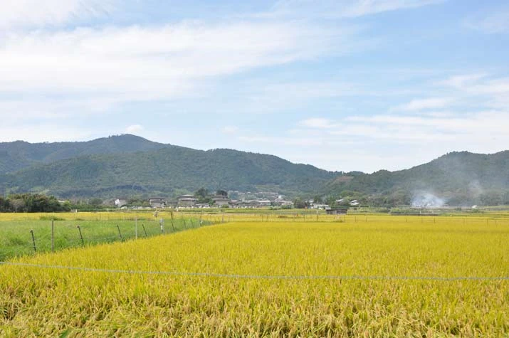 稲穂の風（初秋の嵯峨野）