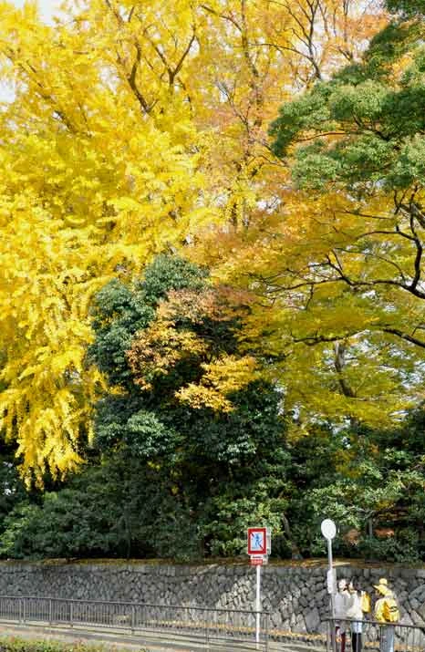 京都御所の前で（秋の子供たち）