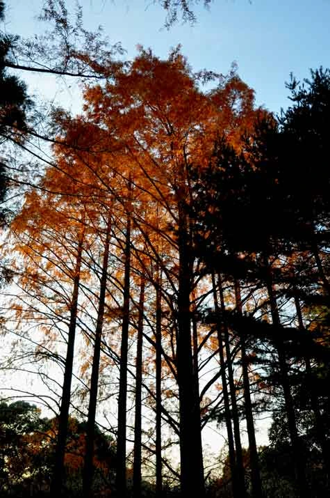 京都府立植物園の１２月