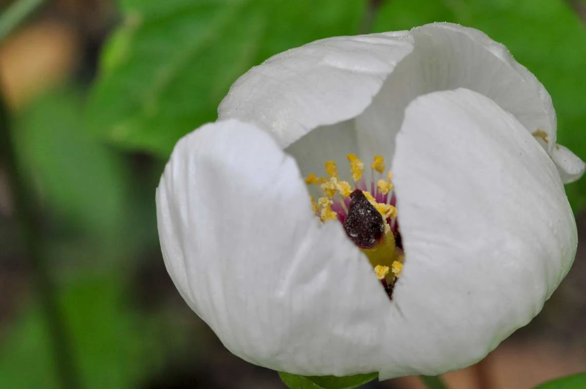 ヤマシャクヤクの花