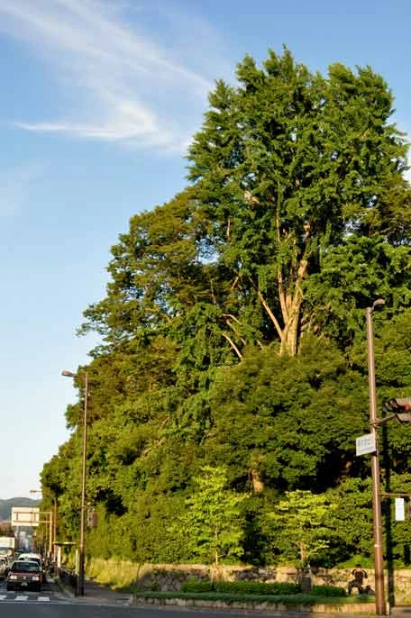 京都御所の畔（烏丸今出川）