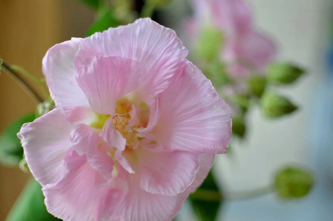 酔芙蓉の花（初秋の花）