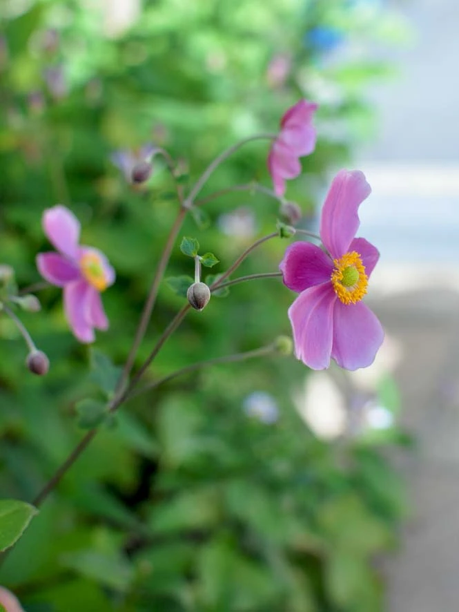 風に揺れる秋明菊の花