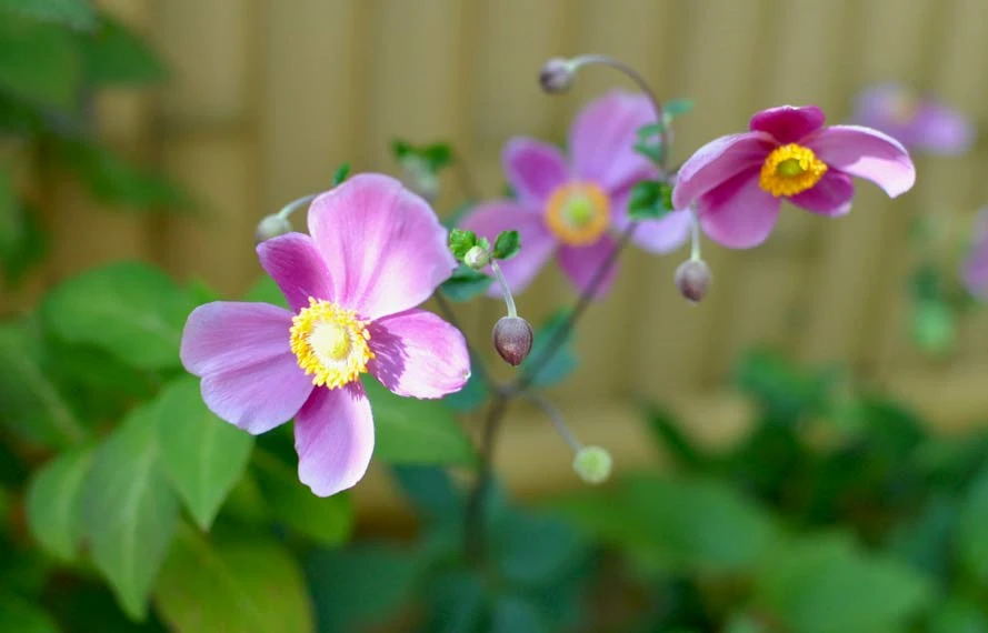 秋明菊の花