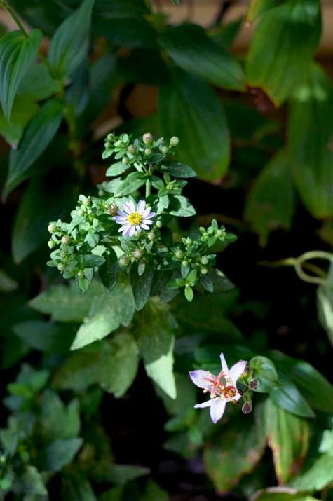 野路菊とホトトギスの花