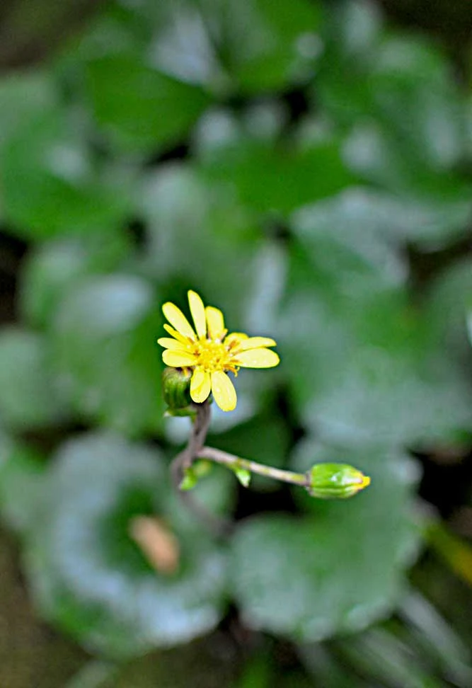 ツワブキの花（秋雨の朝）