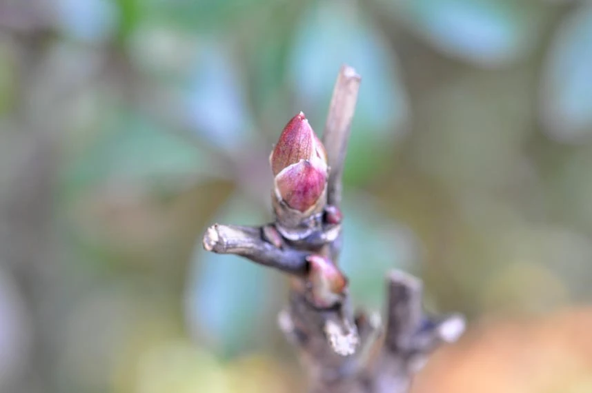 牡丹の冬の花芽