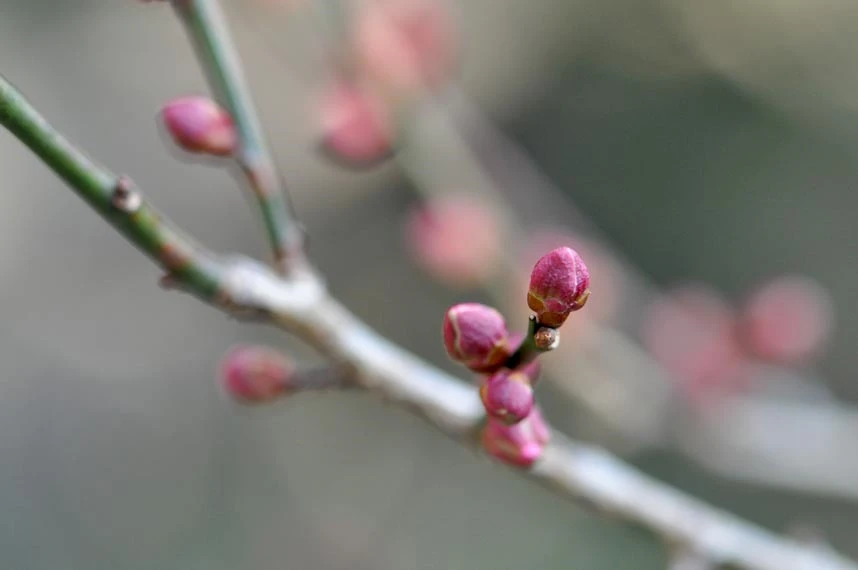 梅の花芽