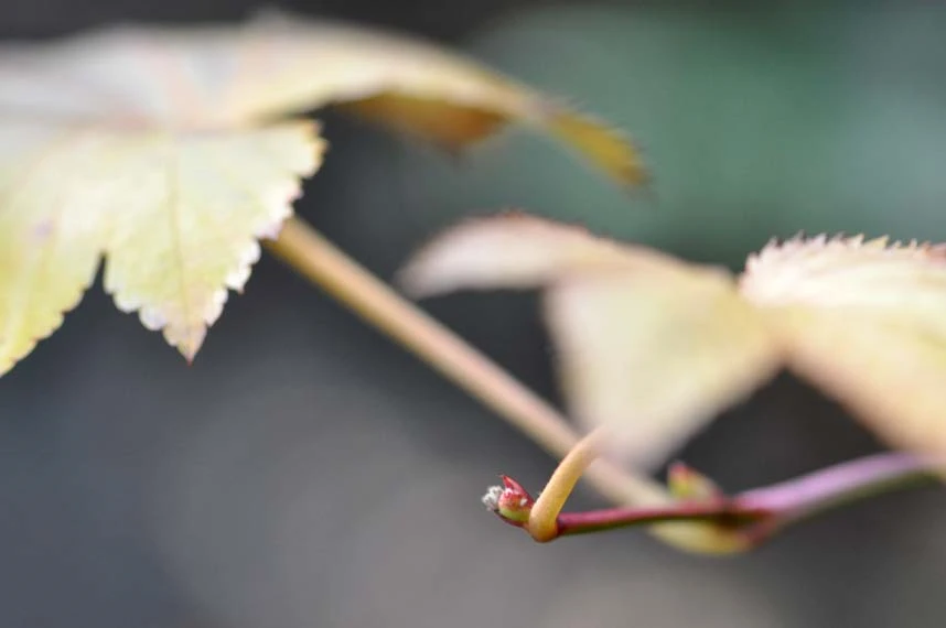 木苺の冬芽