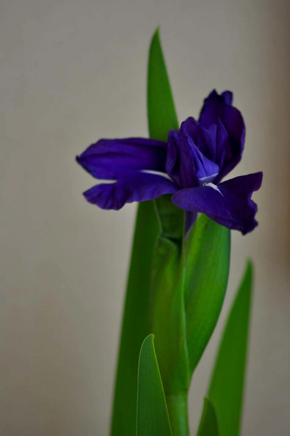 杜若(むかしをとこの物語)