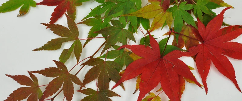 京都ゆば長店舗の季節の花（楓の紅葉）