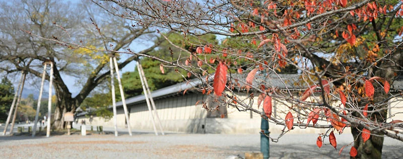 秋風の京都御所（ゆば長近くの景色）