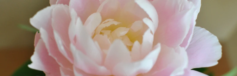 京都ゆば長店舗の季節の花(初夏の芍薬)