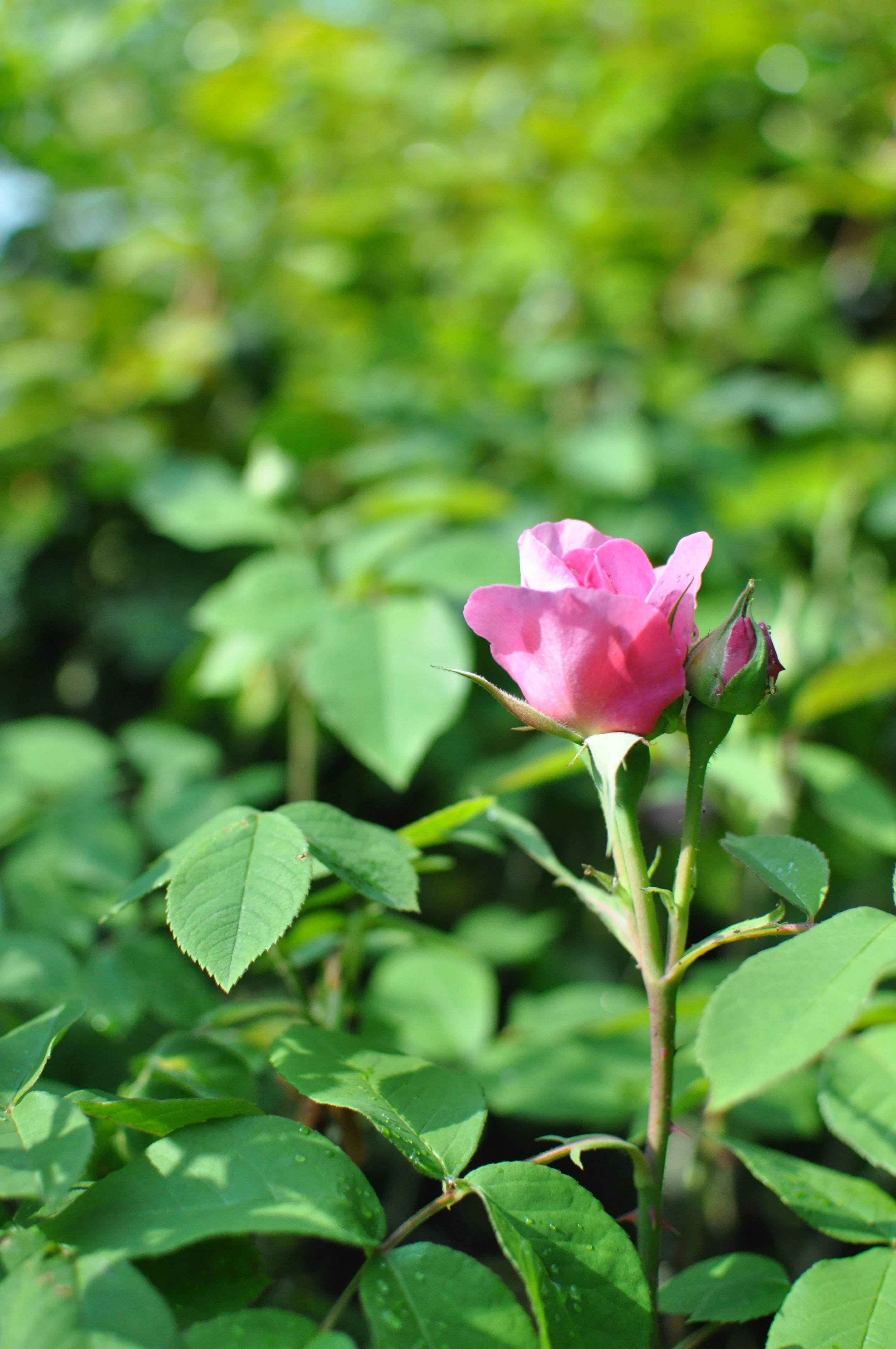 初夏の花茨